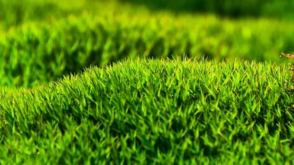 More Than Just Green: A Practical Guide to Choosing the Best Artificial Grass for Modern Living Cover